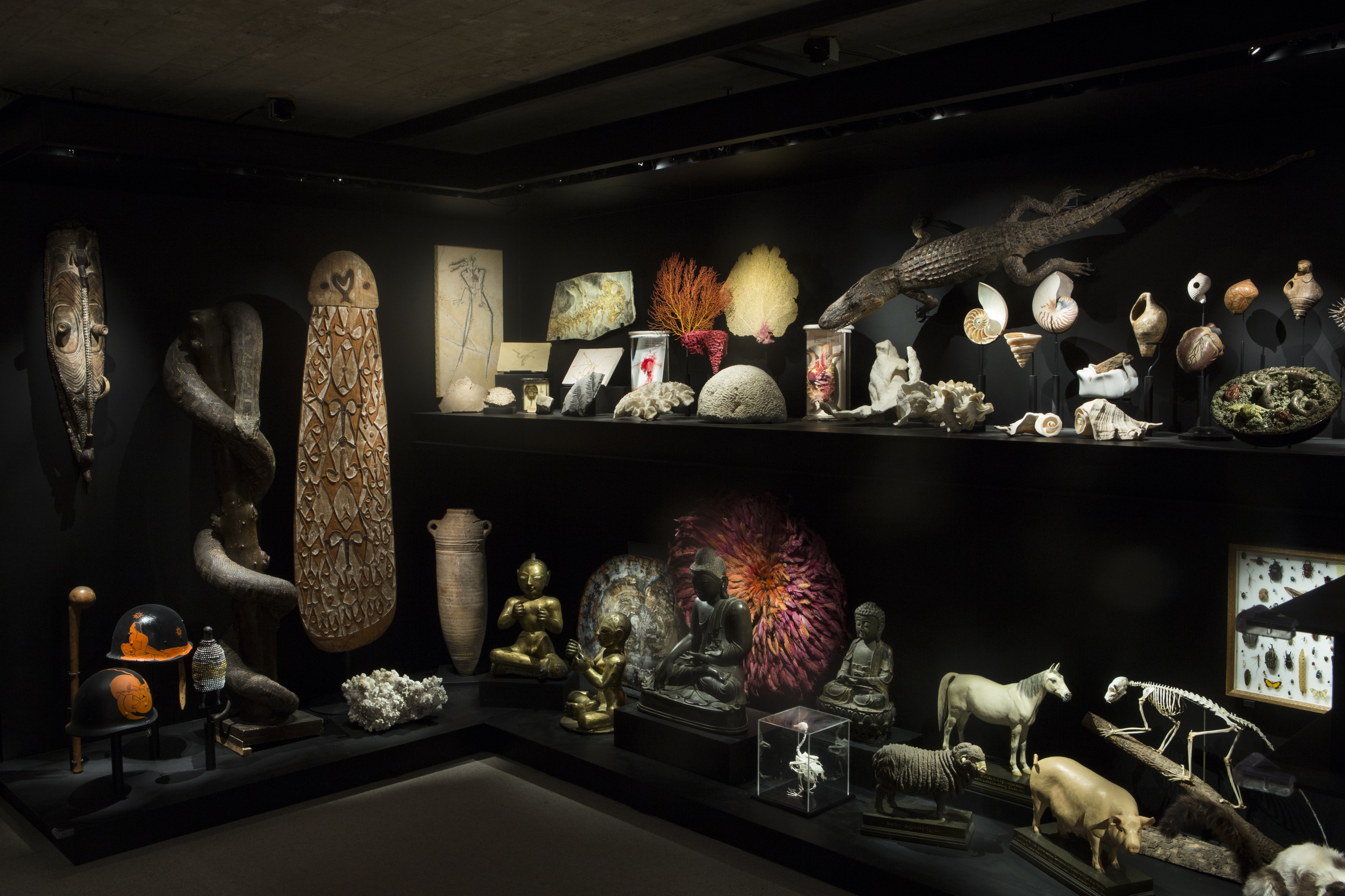Cabinet de curiosités du Musée L