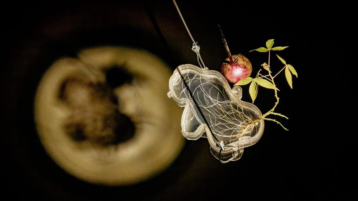 Installation Myco resilience fiction (c)Cristian Villavicencio