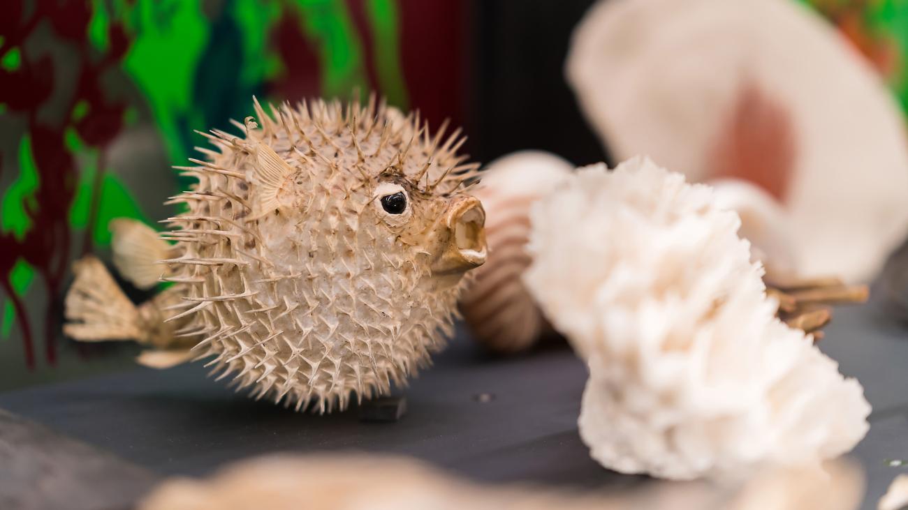 Fossiles &amp; fictions