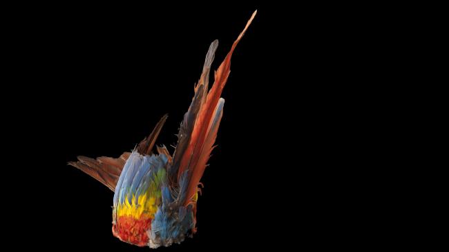 Coiffe Musée L Voyageurs immobiles