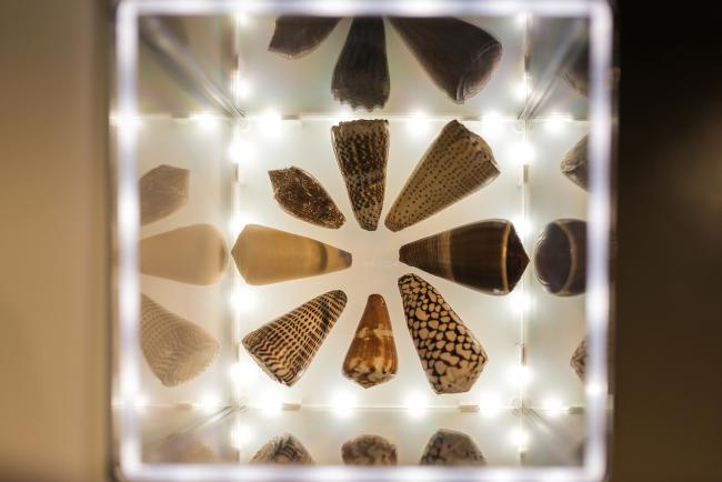 Expo Fossiles &amp; fictions (c)A. Delsoir-F.Falier