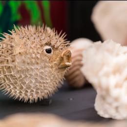 Photo d'un poisson porc-epic issu des collections scientifiques